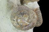 Tall Heteromorph (Nostoceras) Ammonite Cluster - Madagascar #96199-3